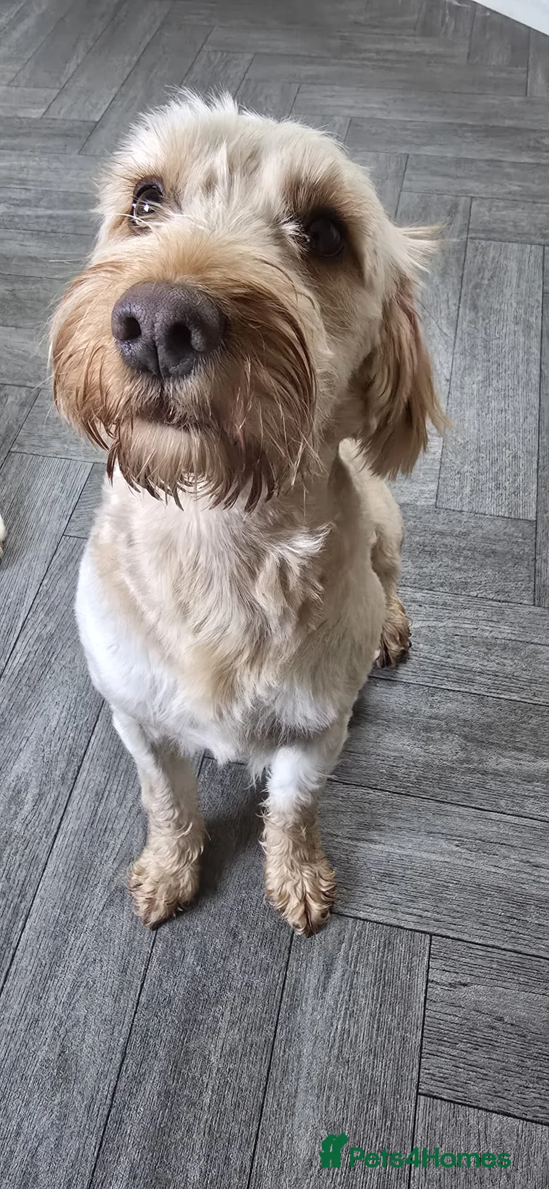 Cockapoo dogs for sale: Meet Almost 2 year old Cockerpoo Seamus - Advert 5