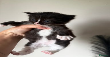 Ragdoll cats - Advert 6
