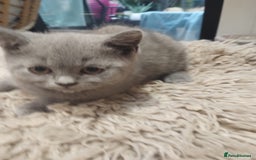 British Shorthair cats for sale: 4x British Shorthair vaccinated, microchipped. - Image 15