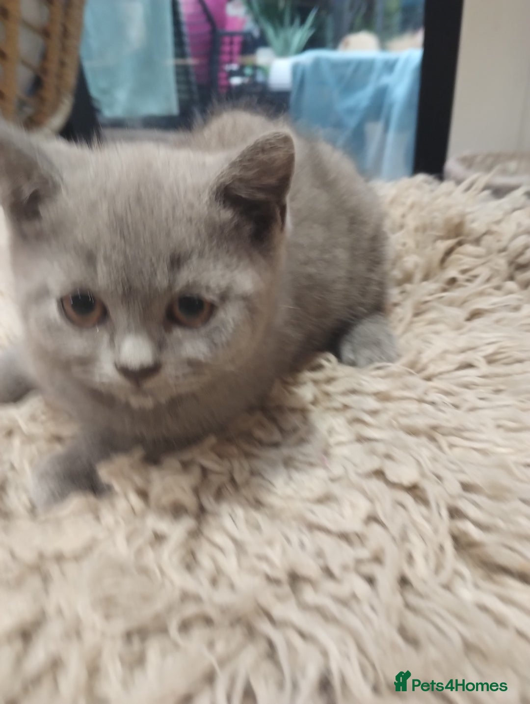 British Shorthair cats for sale: 4x British Shorthair vaccinated, microchipped. - Image 15