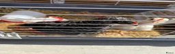 Chickens poultry for sale: Free Chickens  in Portsmouth - Advert 4