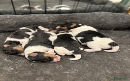 Fox Terrier dogs for sale: Stunning wire fox terrier puppies  - Image 4