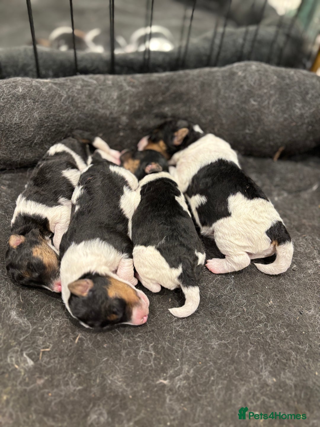 Fox Terrier dogs for sale: Stunning wire fox terrier puppies  - Image 4