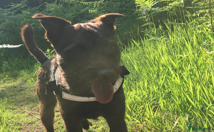 Patterdale Terrier dogs - Advert 10
