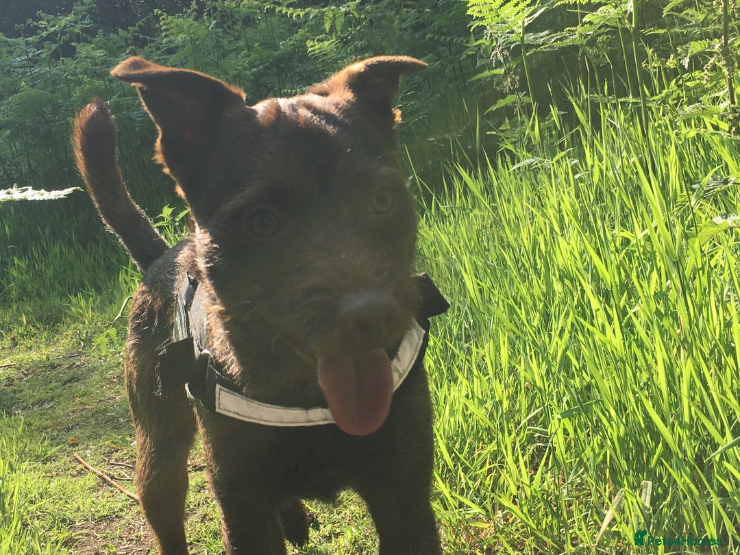 Patterdale Terrier dogs for stud: STUD PATTERDALE - Image 1