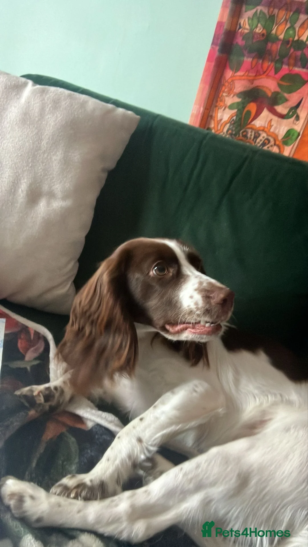 Mixed Breed dogs for sale: New Home For Lexi - Advert 5