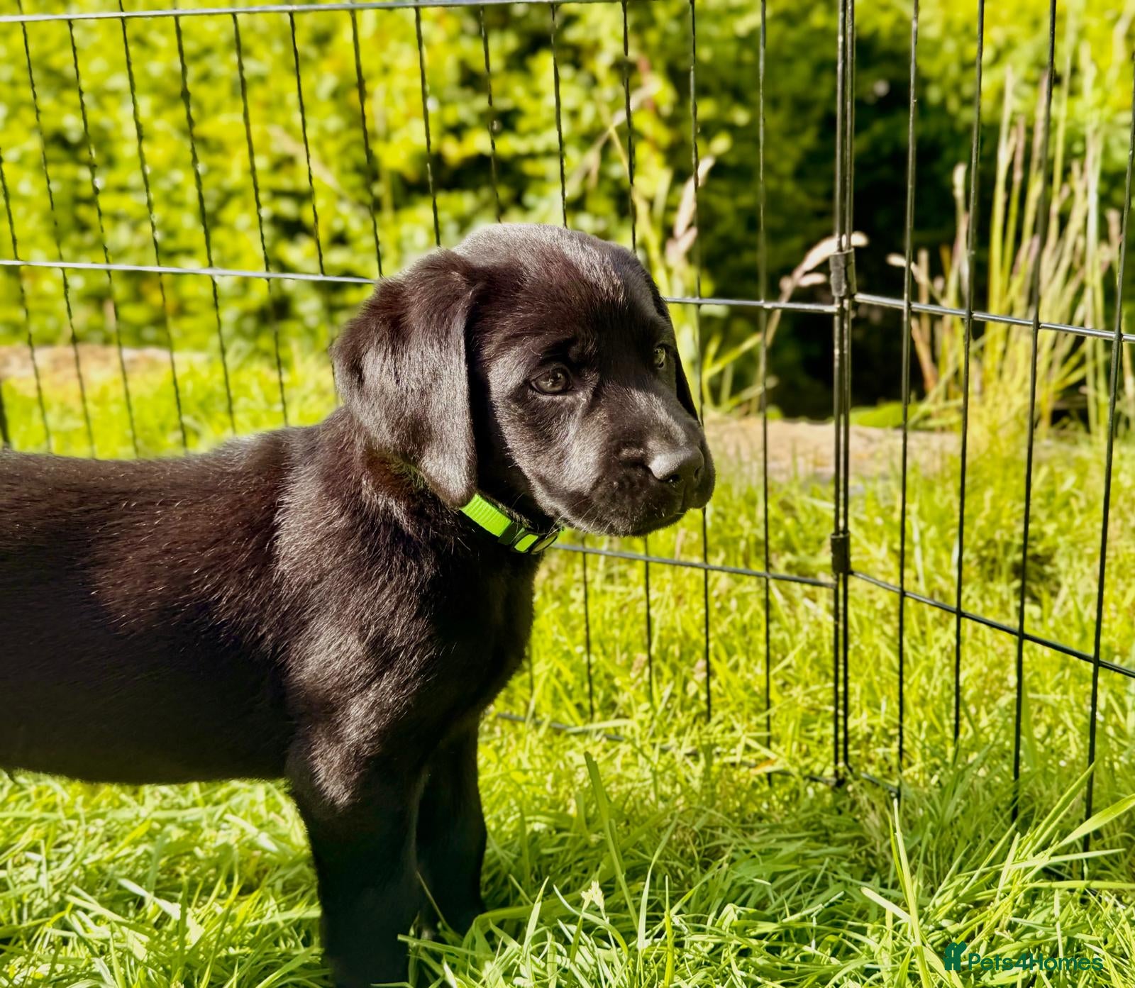 Labrador Retriever dogs Outstanding Labrador Puppies–Exceptional Pedigree - Advert 1
