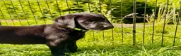 Labrador Retriever dogs for sale: Outstanding Labrador Puppies–Exceptional Pedigree - Advert 7