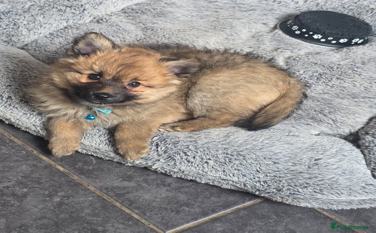 Pomsky dogs - Advert 2