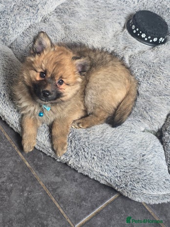 Pomsky dogs - Advert 2