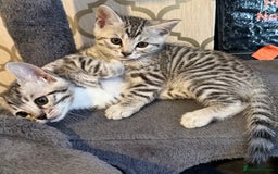 Bengal cats for sale: bengal kittens - Image 8