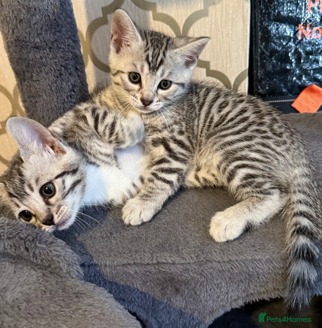 Bengal cats for sale: bengal kittens - Image 8