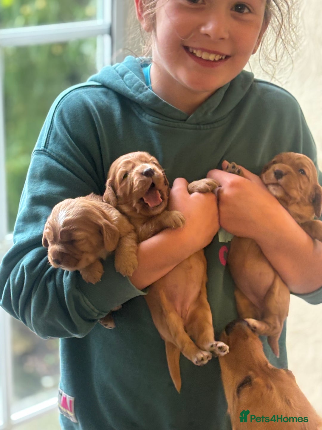 Cocker Spaniel dogs for sale: Cocker spaniel puppies for sale - Image 3