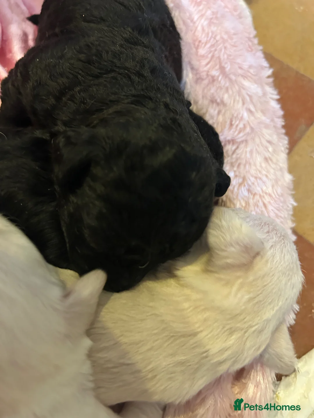 Mixed Breed dogs for sale: Cockapoo/chi-rus x cockapoo puppies - Advert 8