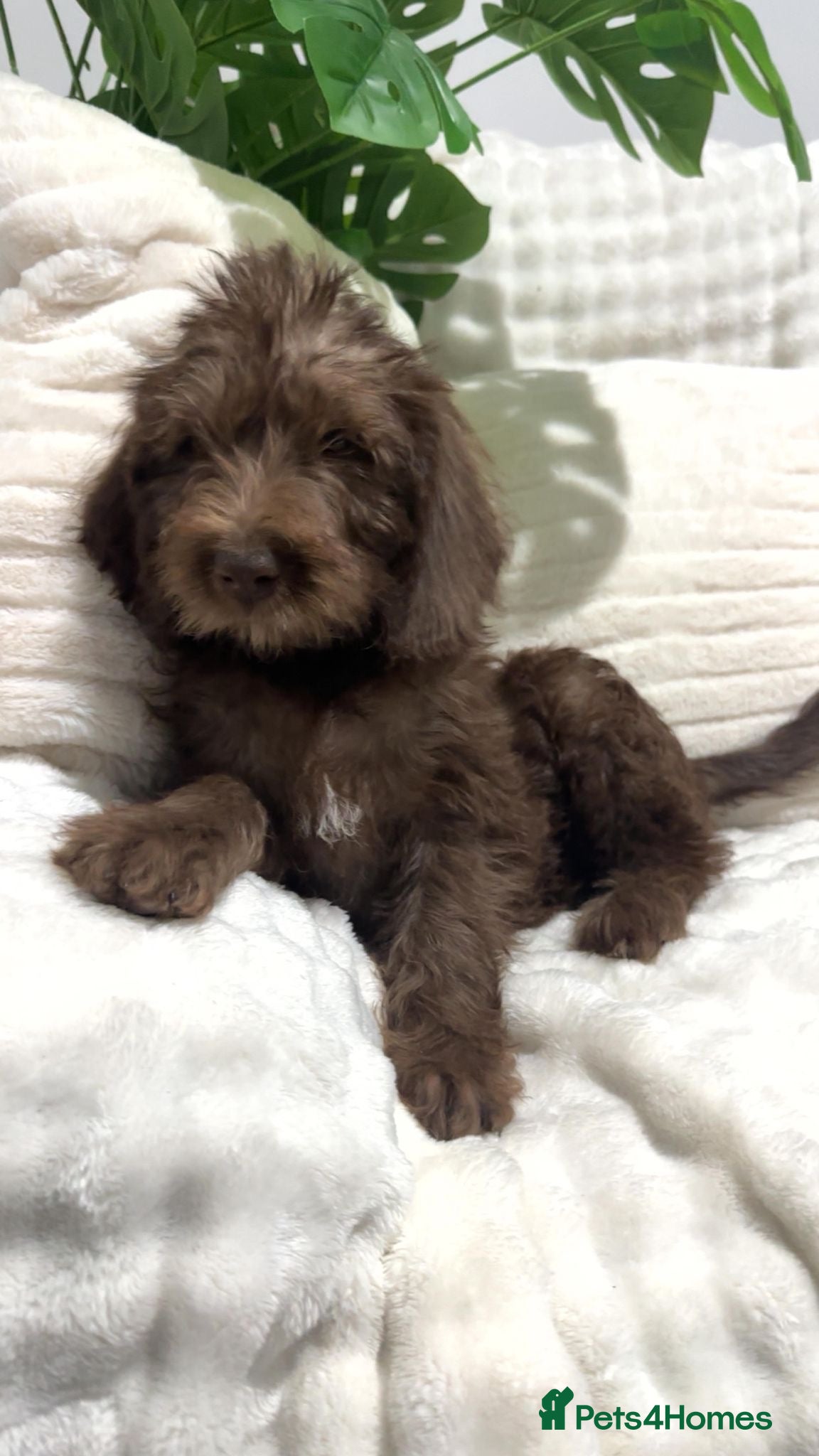 Australian Labradoodle dogs     Australian Labradoodles Ready Now Fully Vac - Advert 3