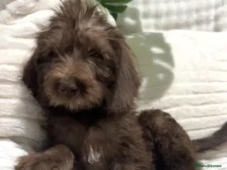 Australian Labradoodle dogs Australian Labradoodles Ready Now Fully Vac - Advert 3