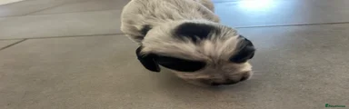 Puppy 6