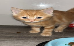 Mixed Breed cats for sale: 4 kittens for sale  - Image 3