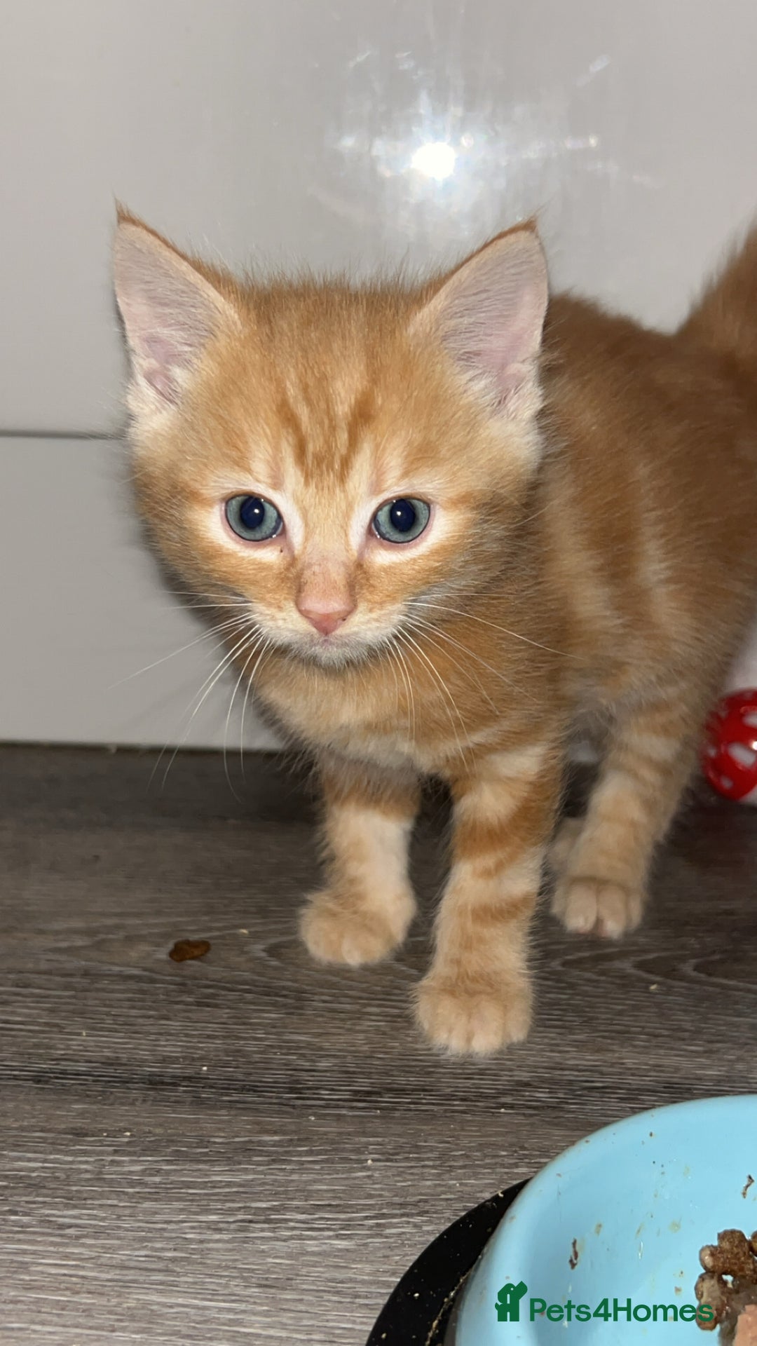 Mixed Breed cats for sale: 4 kittens for sale  - Image 3