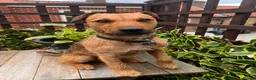 Patterdale Terrier dogs for stud: Walter  - Advert 2