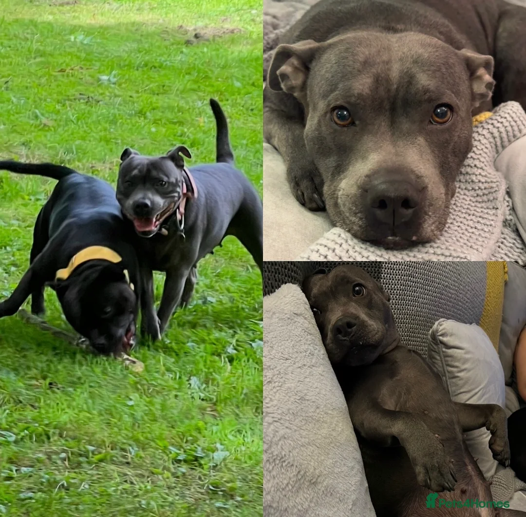 Staffordshire Bull Terrier dogs for sale: Blue & Black Staffordshire bull terrier pups - Advert 4