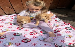 Cocker Spaniel dogs for sale: Beautiful cocker spaniel puppies  - Image 17