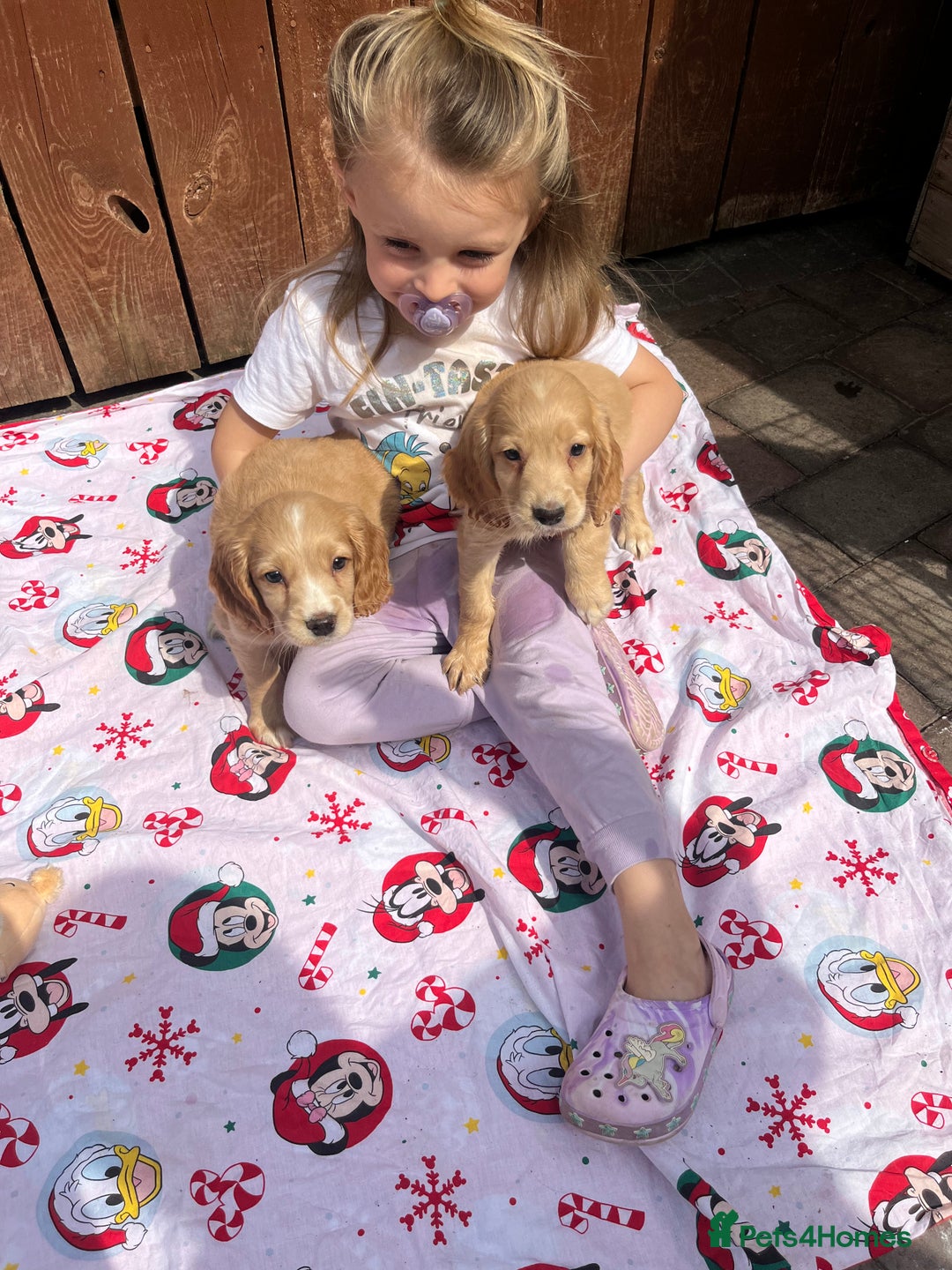 Cocker Spaniel dogs for sale: Beautiful cocker spaniel puppies  - Image 17