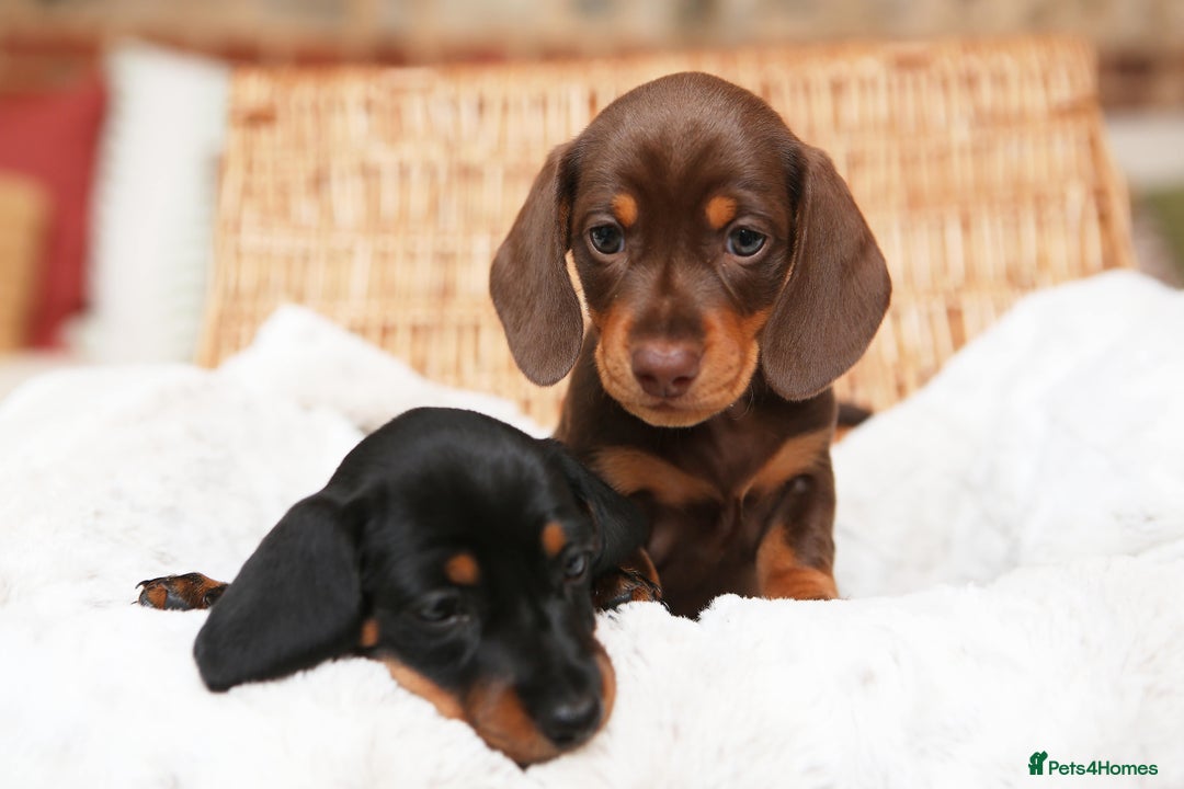 Miniature Dachshund dogs for sale: Miniature dachshund puppies, family bred - Image 9