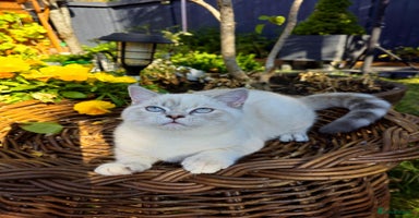 British Shorthair cats - Advert 4