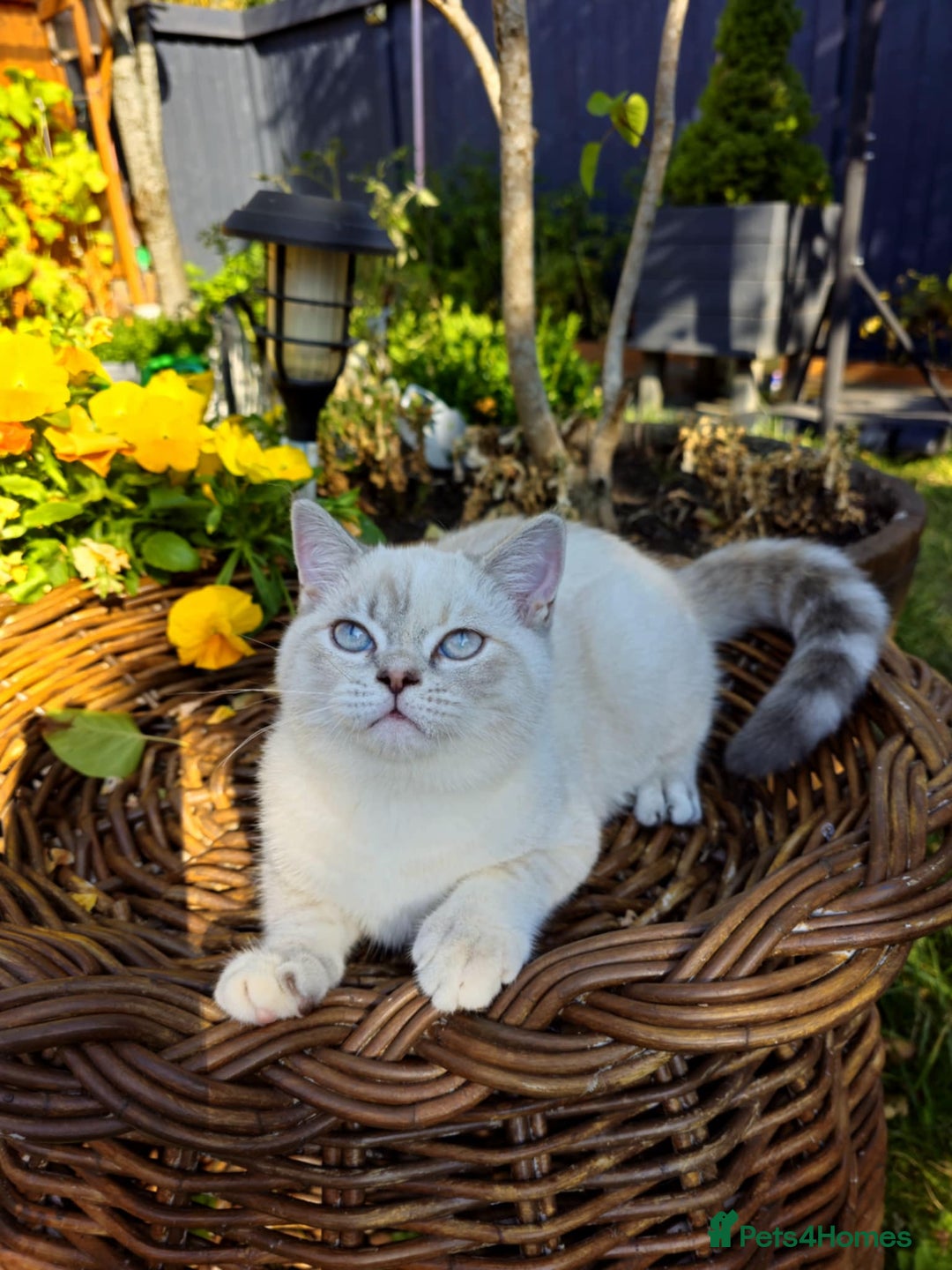 British Shorthair cats for sale: BSH female,GCCF registered - Image 2