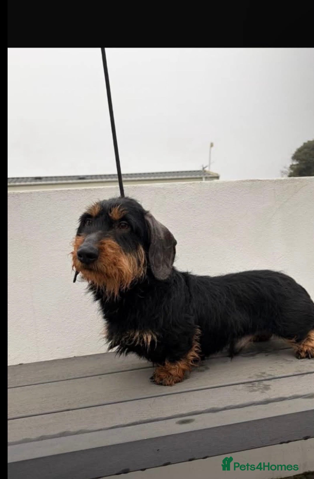 Dachshund dogs Wired hair dachshund  - Advert 4