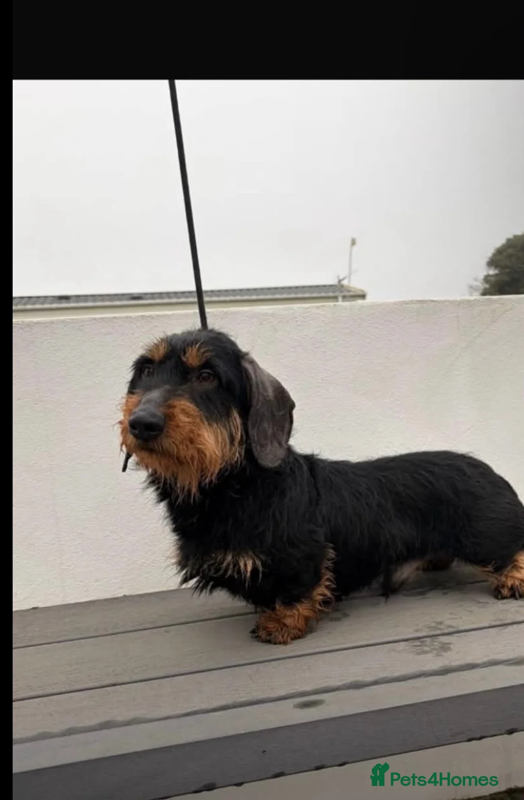 Dachshund dogs for sale: Wired hair dachshund  - Advert 1