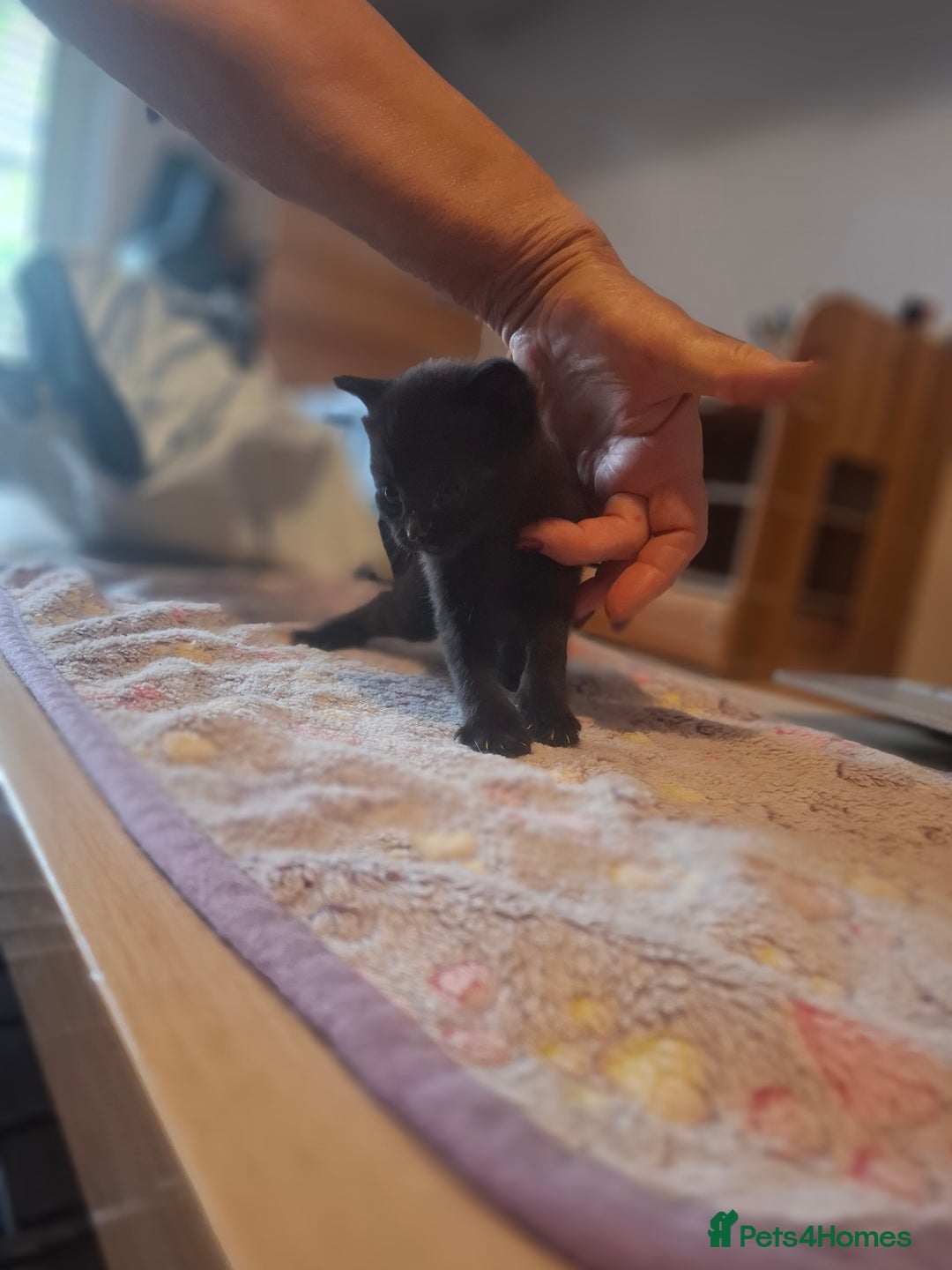 Mixed Breed cats for sale: 1 kitten left ready  2nd sept  - Image 24