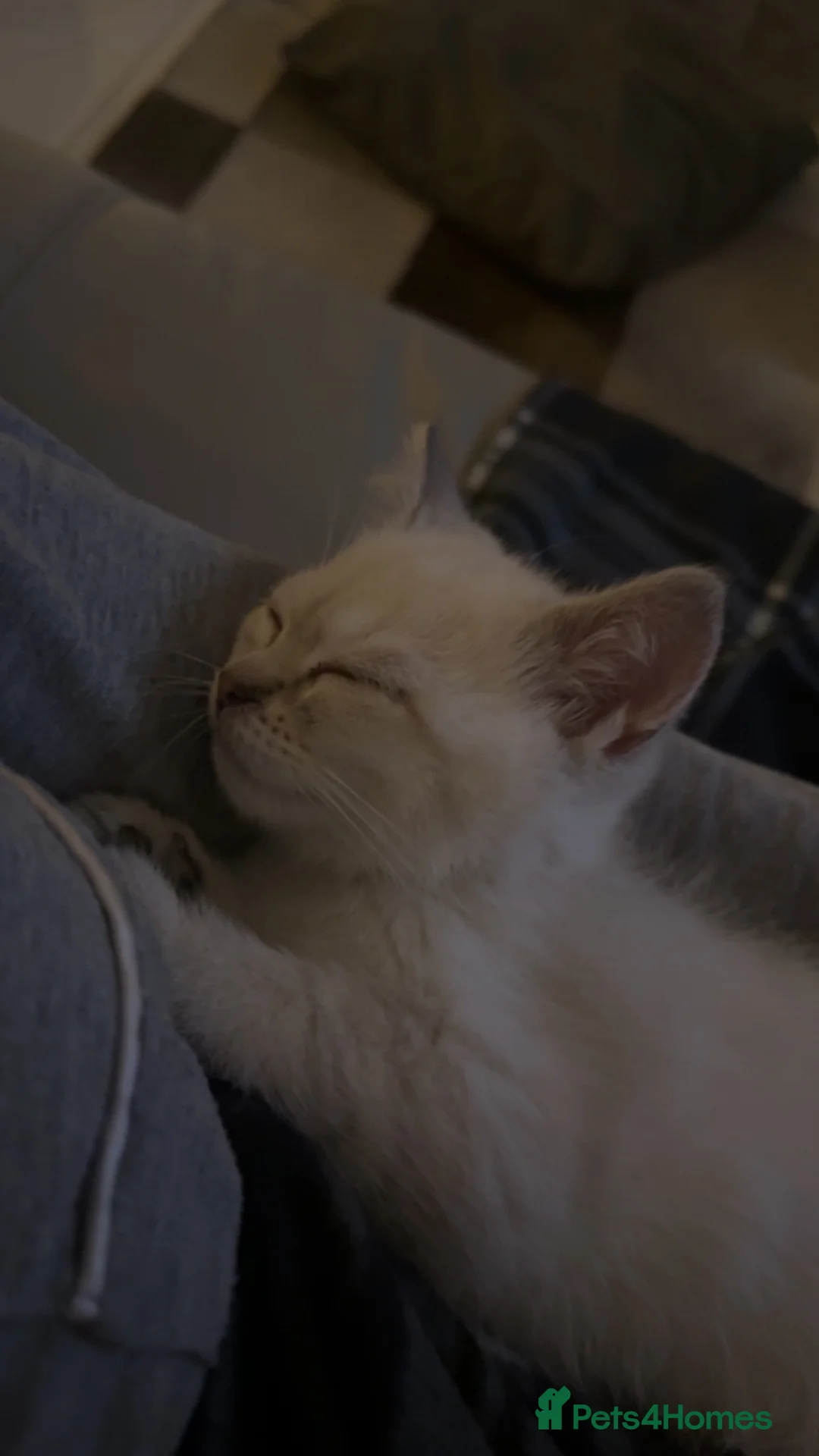 Scottish Fold cats for sale: Scottish Straight Kitten - 11 weeks old in Uxbridge - Advert 5