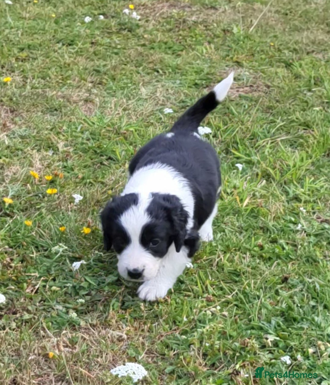 Mixed Breed dogs for sale: Spaniel Collie Cross Puppies  - Image 7