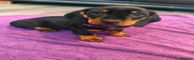 Purple Collar Boy