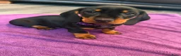 Dachshund dogs for sale: Black & Tan Standard Smooth Dachshund Puppies - Advert 10