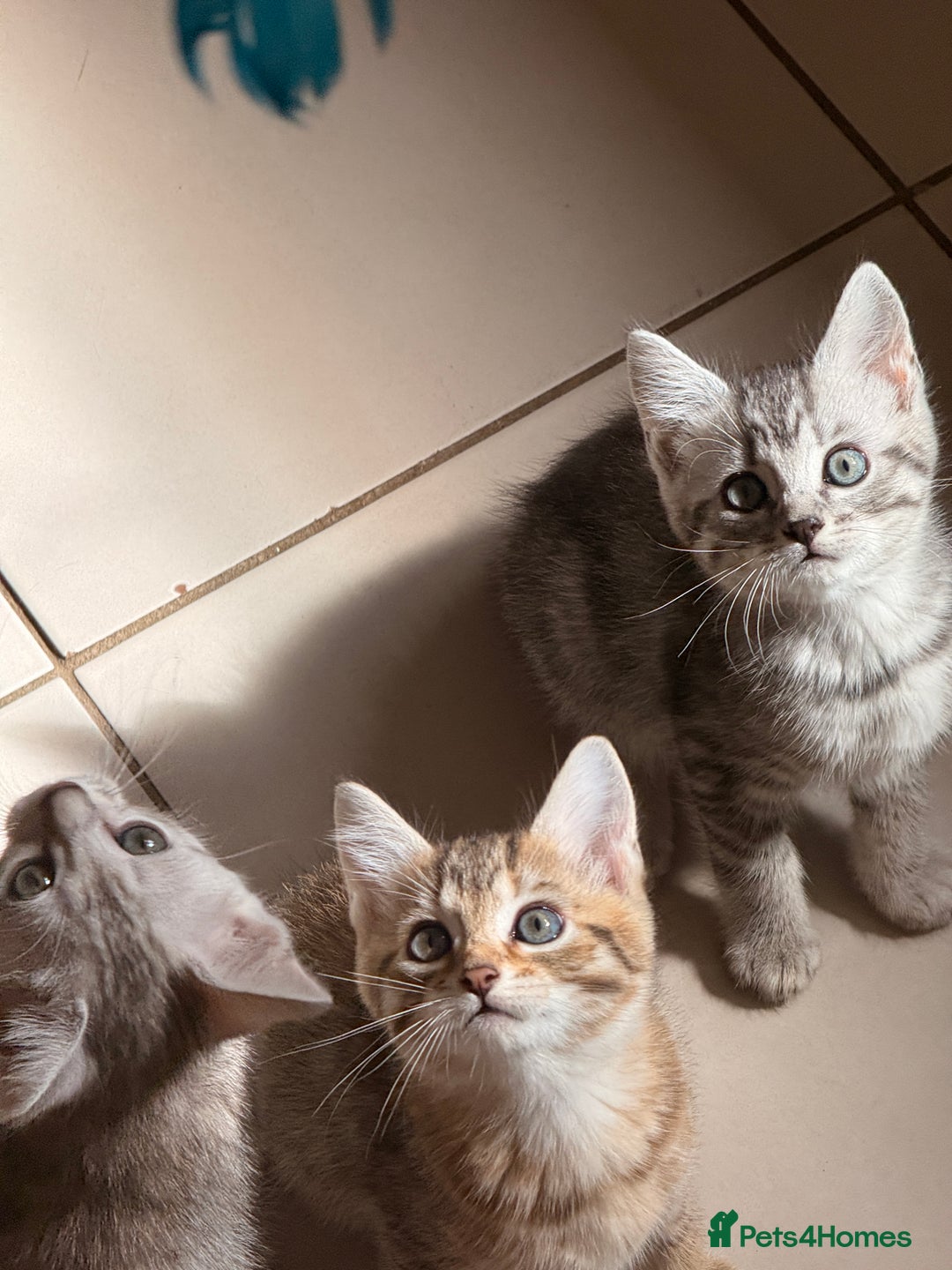 Mixed Breed cats for sale: Cutest kittens!  - Image 8