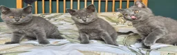 British Shorthair cats for sale: Beautiful British Shorthair kittens  - Advert 4