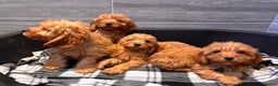 Cockapoo dogs for sale: Beautiful gold Cockapoo puppies - Advert 10