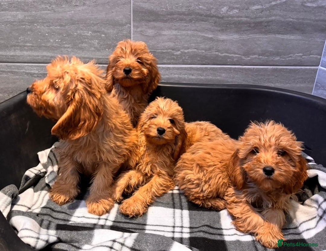 Cockapoo dogs for sale: Beautiful gold Cockapoo puppies - Advert 10