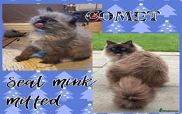 Ragdoll cats for sale: Pedigree Cherubim Ragdoll Kittens💫 - Image 14