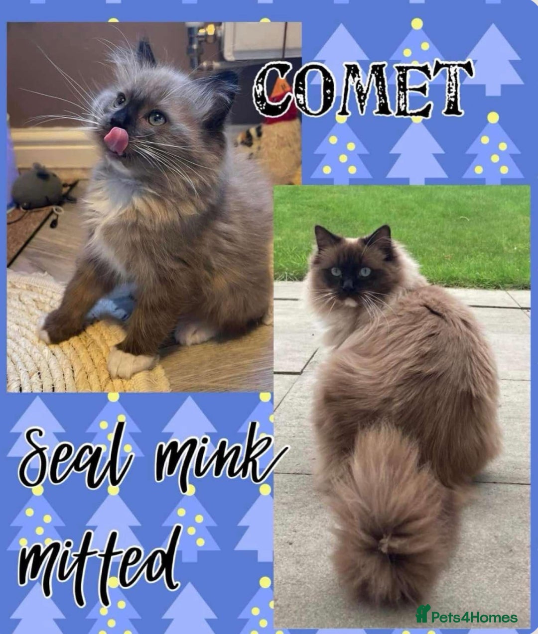 Ragdoll cats for sale: Pedigree Cherubim Ragdoll Kittens💫 - Image 14
