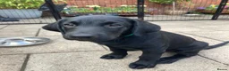 Labrador Retriever dogs for sale: 8 Stunning Fox Red & Black Labrador Puppies - Advert 4