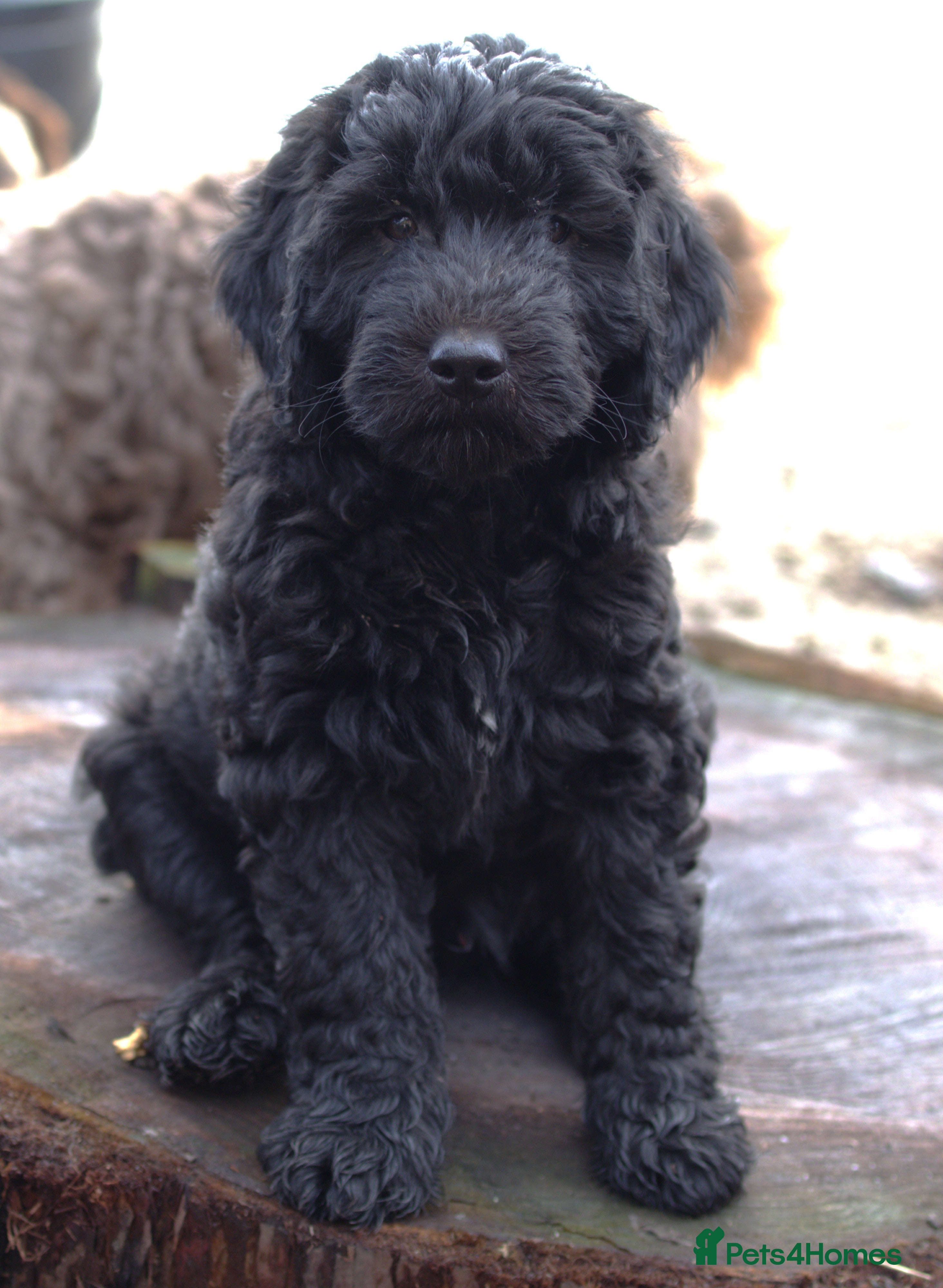 Double Doodle dogs 🌈Ethically Bred, Scientifically Raised 🌈🌈 - Advert 11