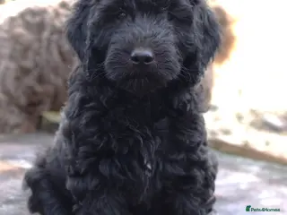 Double Doodle dogs 🌈Ethically Bred, Scientifically Raised 🌈🌈 - Advert 11