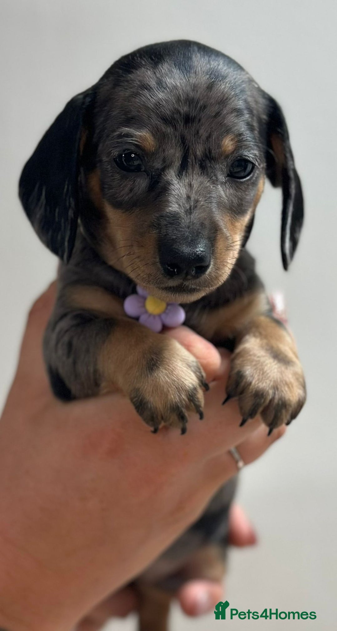 Miniature Dachshund dogs for sale: Beautiful smooth haired miniature dachshunds - Image 5