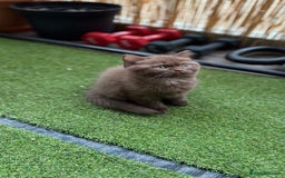 British Shorthair cats for sale: 🍫 Two Chocolate Girls British Shorthair Kittens🤎 - Image 13