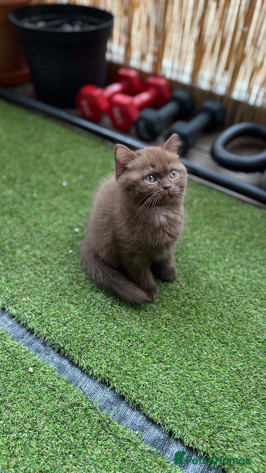 British Shorthair cats for sale: 🍫 Two Chocolate Girls British Shorthair Kittens🤎 - Image 13
