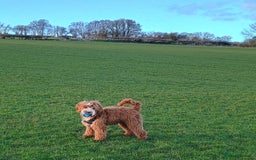 Mixed Breed dogs for sale: Australian doubledoodle puppies - Image 10